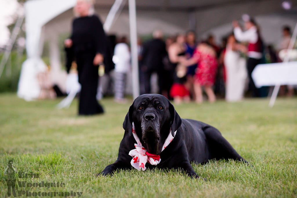 wedding photography with pets london ontario