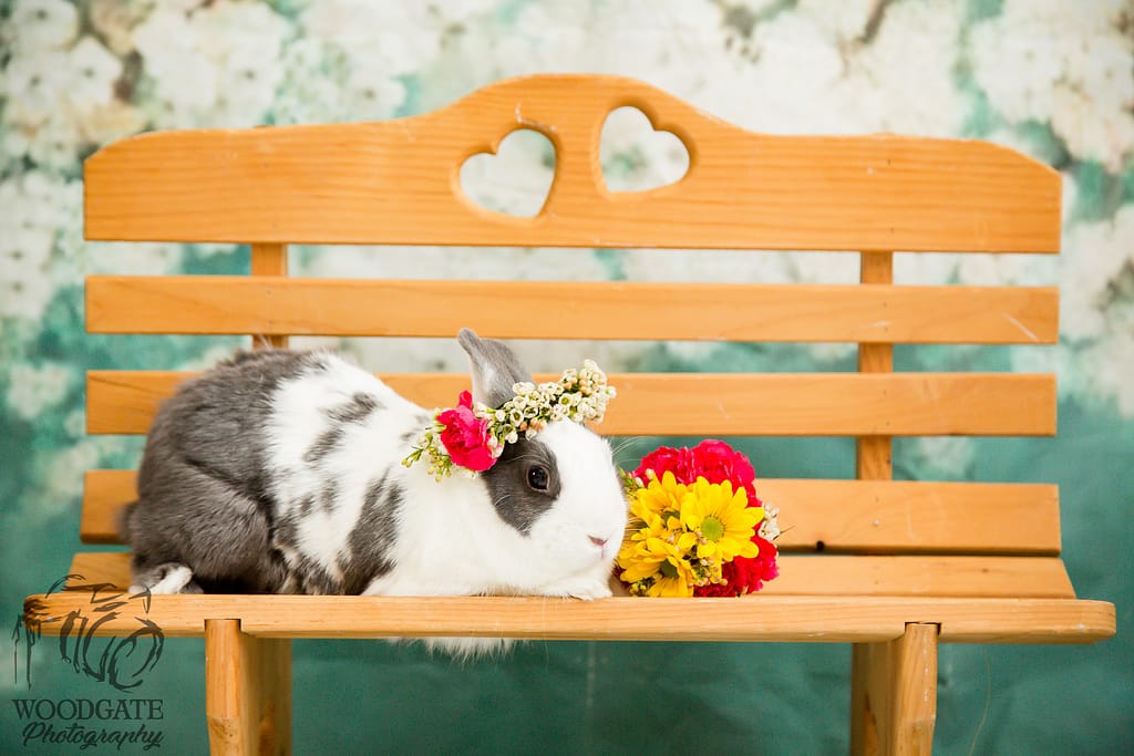 bunny wedding