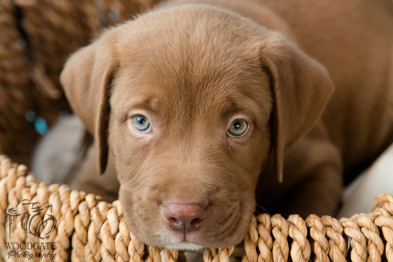 rescue-puppy-photography-4