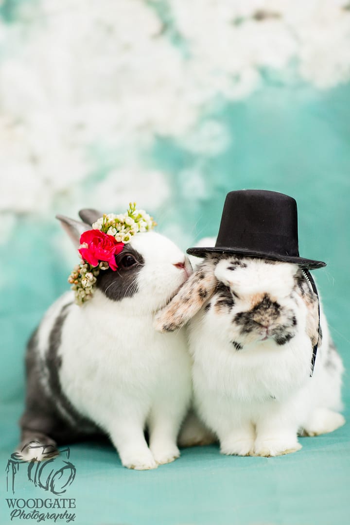 bunny wedding photography